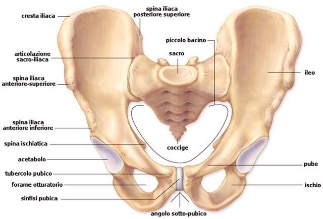 Frattura Ischio Pubica Guida Completa Ortopedico Italia